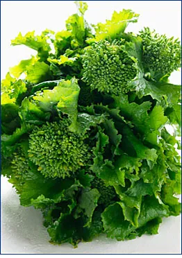 Rapini