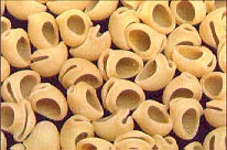 lumachine