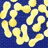 fiocchetti