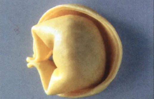 tortelloni